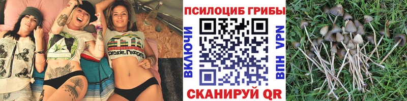 где купить   Таруса  Галлюциногенные грибы мицелий 